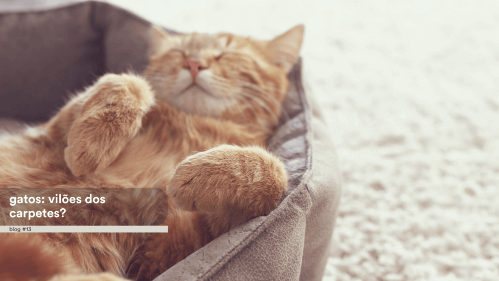 Gatos: vilões dos carpetes?